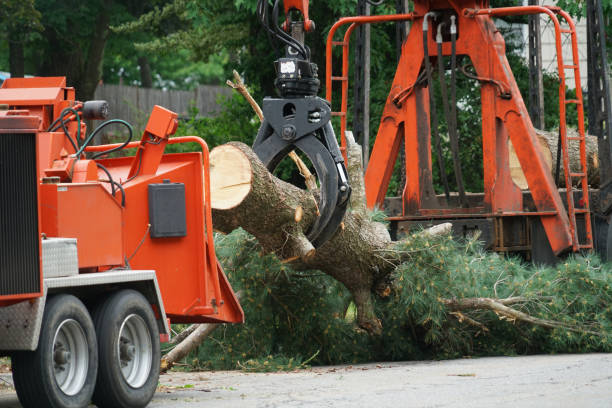 Tree and Shrub Care in Big Sky, MT