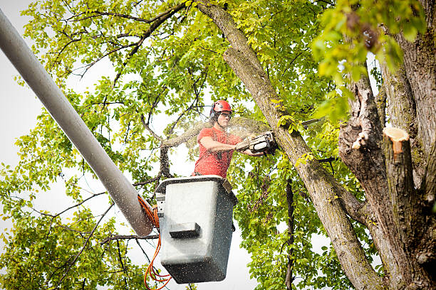 How Our Tree Care Process Works  in  Big Sky, MT